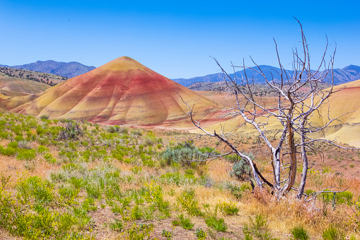 Painted Hills National Landmark, Oregon.  Old tree with Painted Hills.