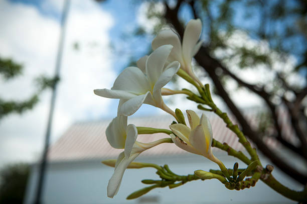 Tropical flowers frangipani