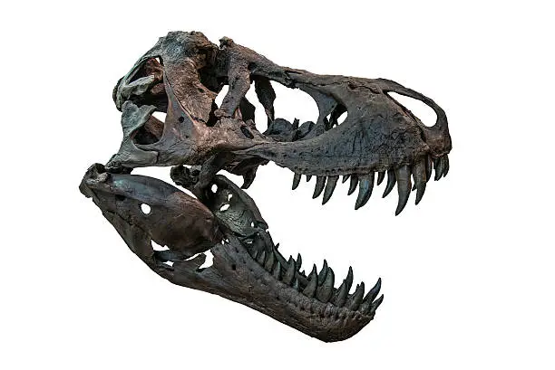 Isolated skull of a Tyrannosaurus Rex.