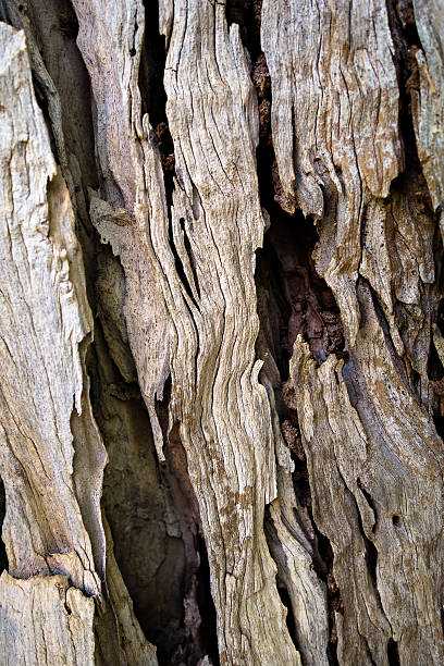 makro z kory drzewa oliwne - driftwood twisted wood vertical zdjęcia i obrazy z banku zdjęć