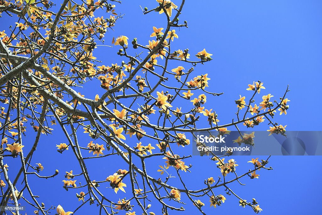 Giallo fiore sullo sfondo del Cielo - Foto stock royalty-free di Aiuola