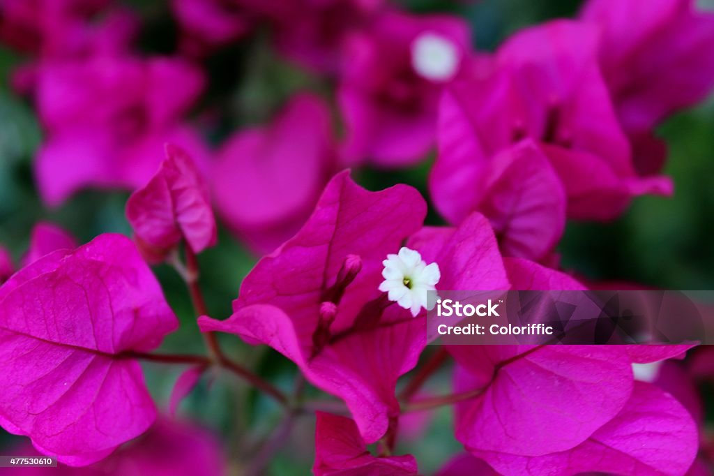 Gorgeous Fuchsia Bougainvillea Bougainvillea  a very thorny and ever green ornamental vine. Great backdrop for florists or nursery brochure 2015 Stock Photo