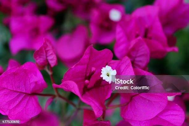 Gorgeous Fuchsia Bougainvillea Stock Photo - Download Image Now - 2015, Argentina, Bolivia