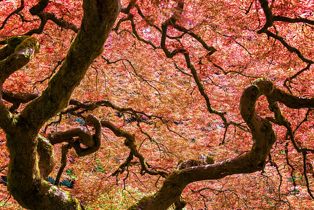Red Japanese Maple Tree View of a beautiful red Japanese Maple tree in Portland, Oregon portland japanese garden stock pictures, royalty-free photos & images