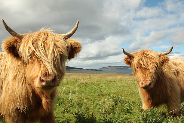 istock Two Scottish highland cow in field 477530961