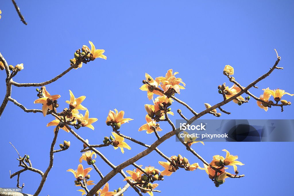 Fleur de coton sec pour le nord de Thai Noodle Curry (Nam-Ngeaw) - Photo de Arbre en fleurs libre de droits