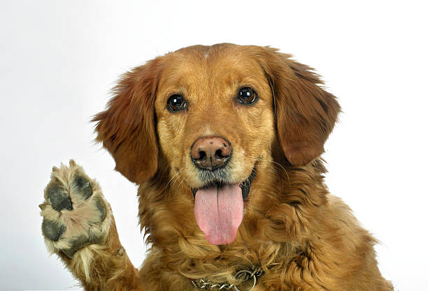 istock golden retriever with paw raised 477531413