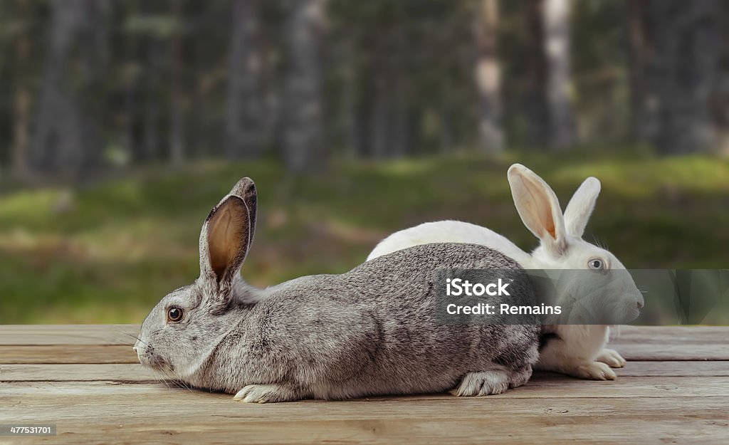 Two rabbits sit on a wooden table Two beautiful rabbits sit on a wooden table on nature Animal Stock Photo