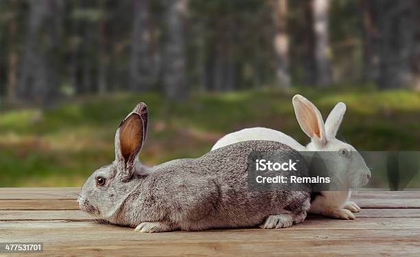 Two Rabbits Sit On A Wooden Table Stock Photo - Download Image Now - Animal, Animal Hair, Beauty In Nature