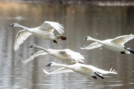 A family of trumpeter swans flys over water. The adults have solid white heads and the juveniles have darker grayish color heads.