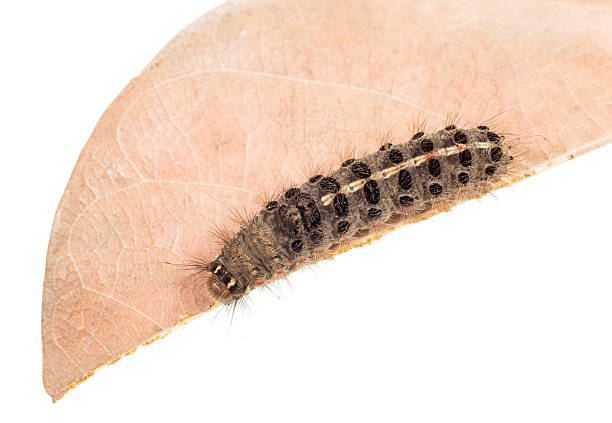 istock strange caterpillar with many venomous spines 477533680