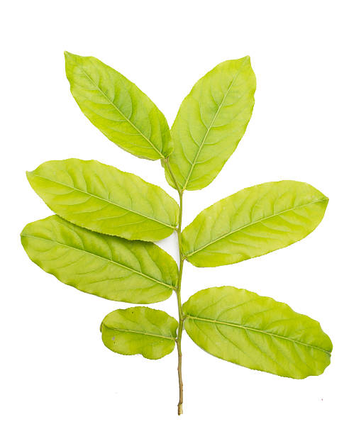istock yellowish green leaf isolated on  white background 477534004