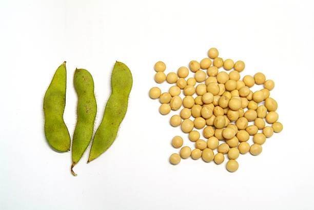 raw bean pods und soybeans - soybean fava bean broad bean bean stock-fotos und bilder