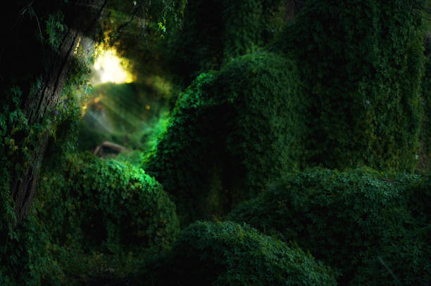 istock fairy garden at gwelup 477534088