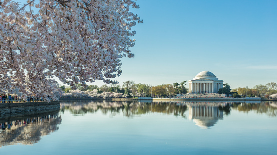 Jefferson memorial with the scene of Cherry blossoms