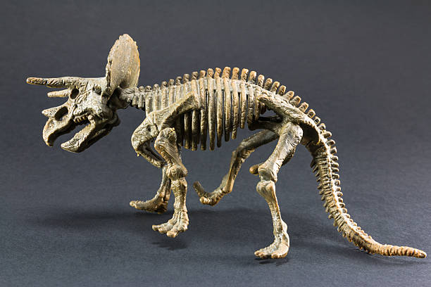 istock Triceratops fossil dinosaur skeleton model toy 477535082