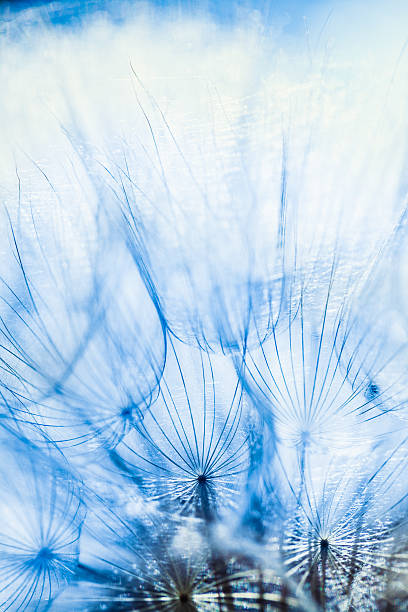 istock Close up of beautiful dandelion seed 477537623