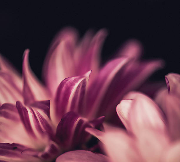 istock Low key dahlia flower in full bloom. Nature backgrounds. 477537896