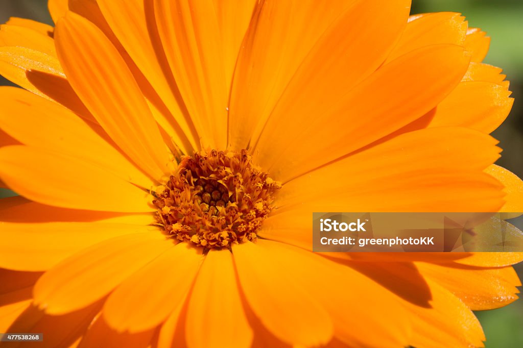 Orange marigold Orange Ringelblume in June / Germany 2015 Stock Photo