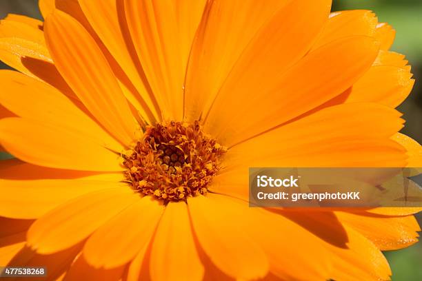 Orange Marigold Stock Photo - Download Image Now - 2015, Allergy, Alternative Medicine