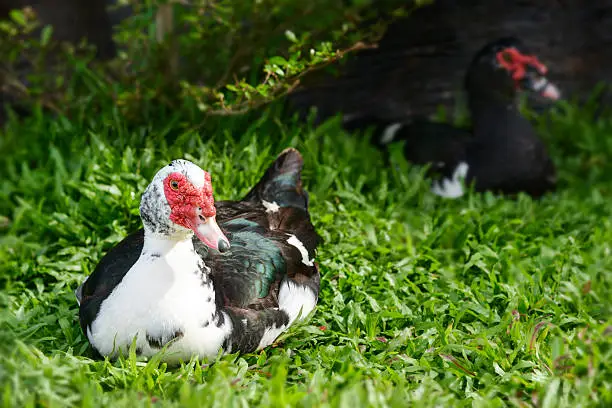 Photo of Muscovy Duck