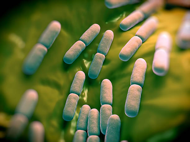 istock Lactobacillus bulgaricus bateria 477539494