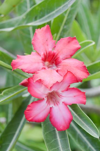 istock pink Adenium obesum flower 477539766