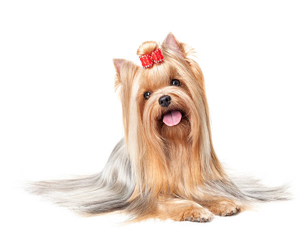 Yorkshire Terrier isolated on white background Yorkshire Terrier isolated on white background york yorkshire photos stock pictures, royalty-free photos & images