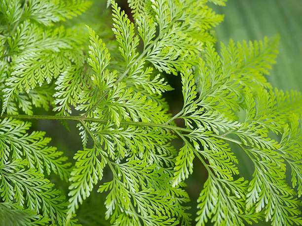 istock Green foliage of Forest Park 477540382