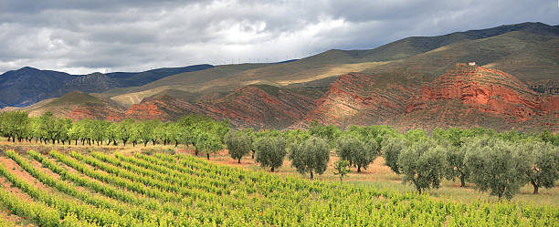 La Rioja wine region, Cidacos valley, Cidacos valley, olive trees and vineyards, La Rioja, Spain rioja photos stock pictures, royalty-free photos & images