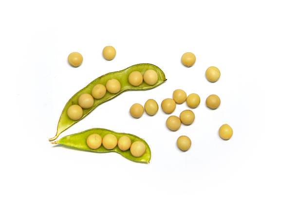 raw bean pods und soybeans - soybean fava bean broad bean bean stock-fotos und bilder