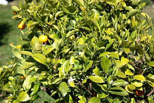 istock Kumquat tree with fruit and leaves in the garden 477544480
