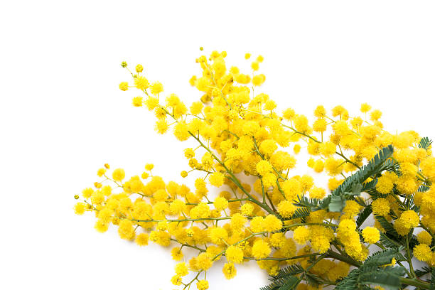 mimosa flower mimosa flower acacia tree photos stock pictures, royalty-free photos & images