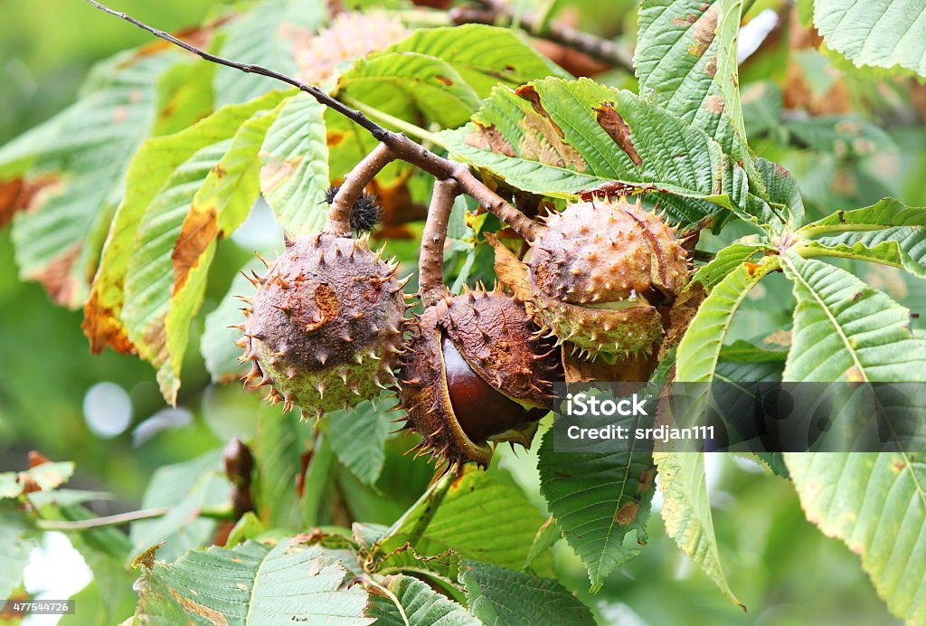 Chestnut Horse Chestnut Tree Stock Photo