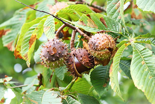Chestnut Chestnut aesculus hippocastanum stock pictures, royalty-free photos & images