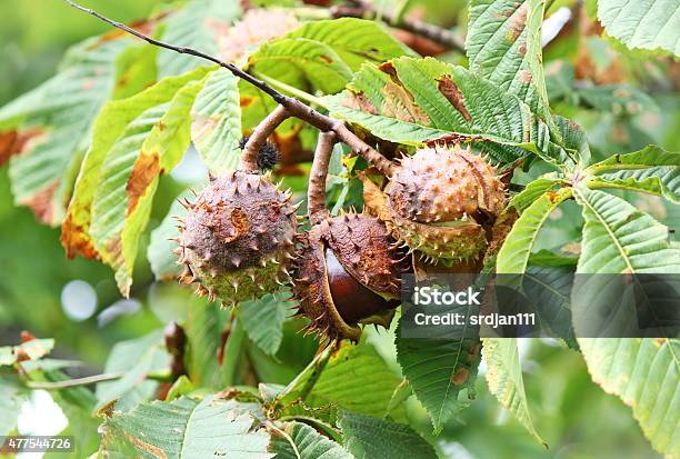 Chestnut Stock Photo - Download Image Now - Horse Chestnut Tree, Horse Chestnut Seed, Chestnut Tree