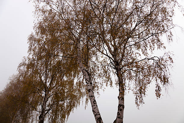 birch the trees of a birch growing in a row in an autumn season birch gold and silver group stock pictures, royalty-free photos & images