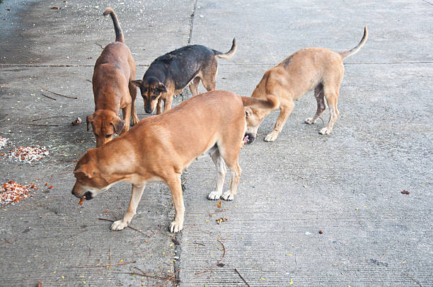 A lot of stray dogs eat feed