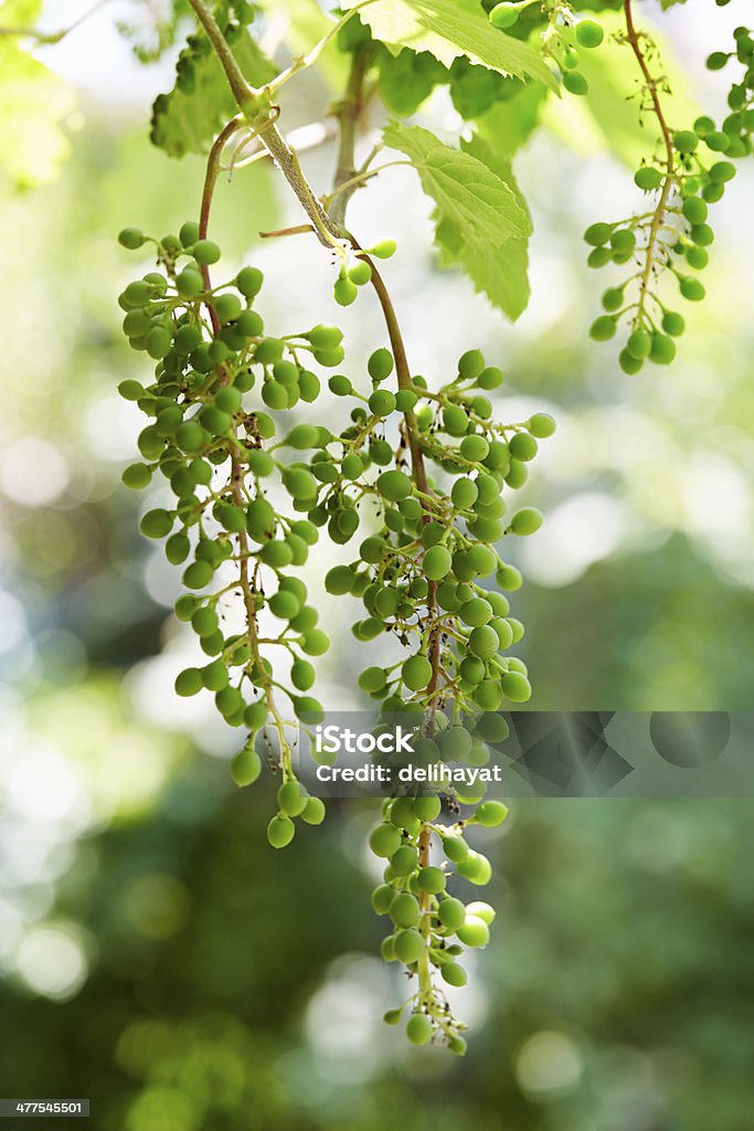 Rama de uva de parra con uvas grupo - Foto de stock de Agricultura libre de derechos