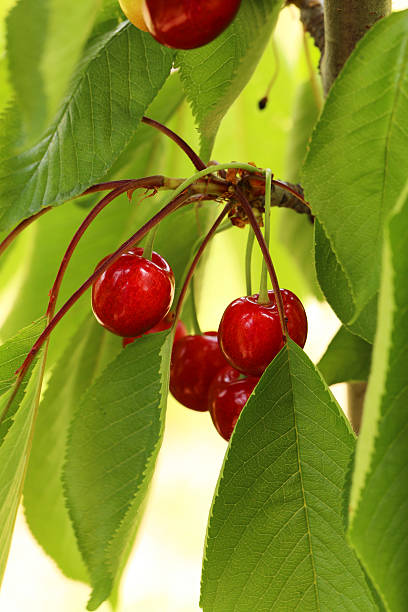 istock Sweet cherries hanging on a tree branch, outdoors 477545570