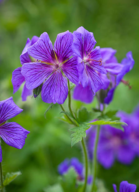 istock Broad-petaled Geranium or cranesbill flowers closeup 477546210