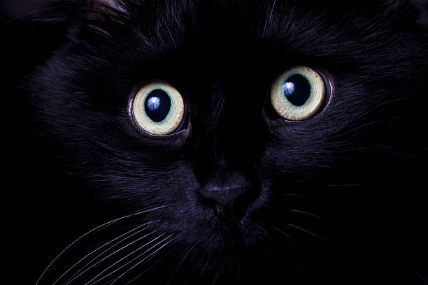 istock Portrait of a black cat 477546254