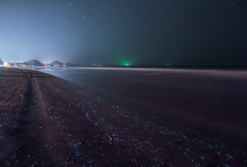 fluoresce plankton in the night ocean