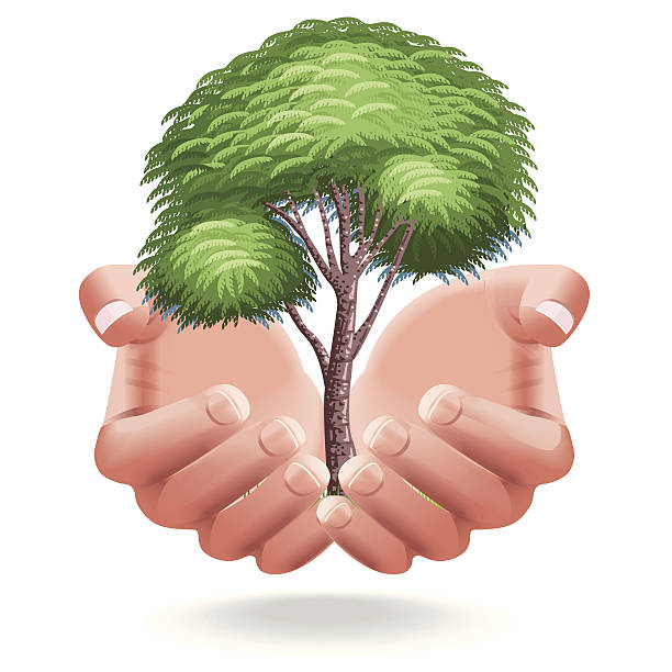 drzewo w zasięgu ręki - development tree human hand bonsai tree stock illustrations