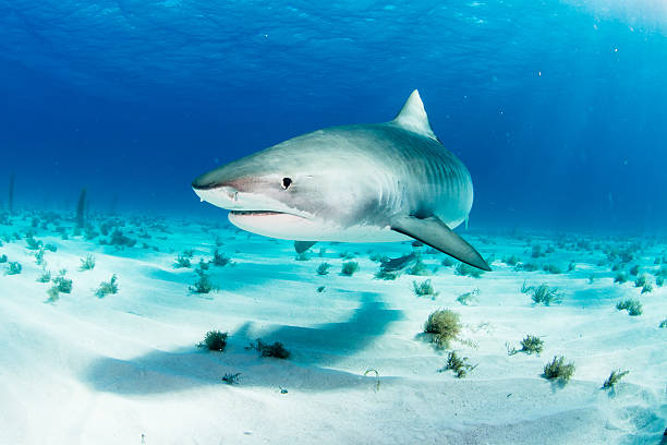 Tiger Shark Tiger Shark elasmobranch stock pictures, royalty-free photos & images