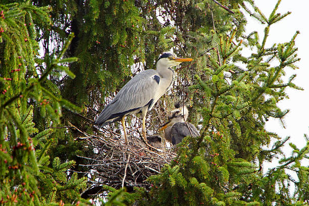 Grey Heron bird´s nest in Nature A grey heron or heron (Ardea cinerea) feeds its young. The photo was taken in the wild. aufzucht stock pictures, royalty-free photos & images