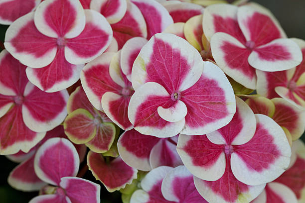 яркие разноцветные цветы цветущие - isolated on white blossom vibrant color close up стоковые фото и изображения