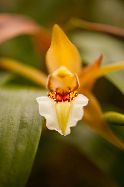 orchid macro photo of orchd flower encyclia orchid stock pictures, royalty-free photos & images