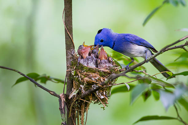 istock Male Black-naped monarch (Hypothymis azurea) 477547150