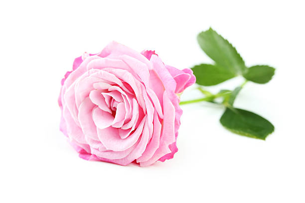 istock beautiful pink rose isolated on white 477547176